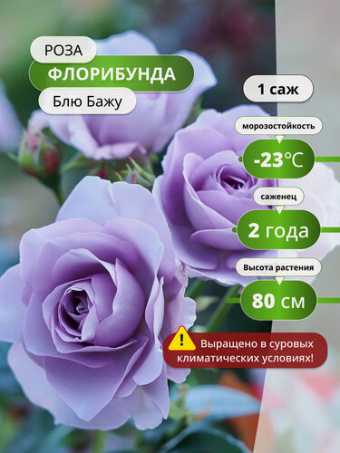 Изображение товара Роза флорибунда Блю Бажу (Blue Bajou ) / 1 шт, роз, ароматные
