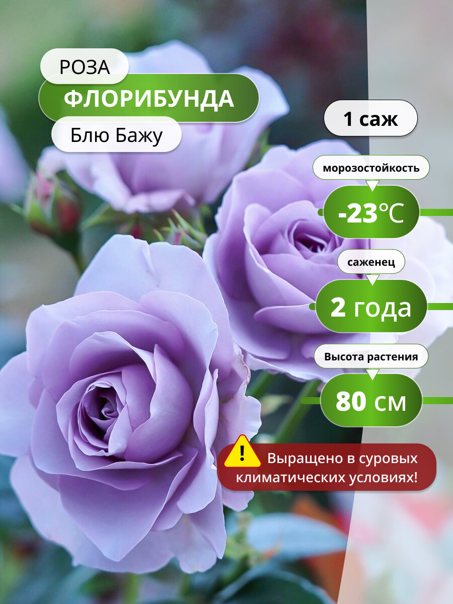 Роза флорибунда Блю Бажу (Blue Bajou ) / 1 шт роз ароматные