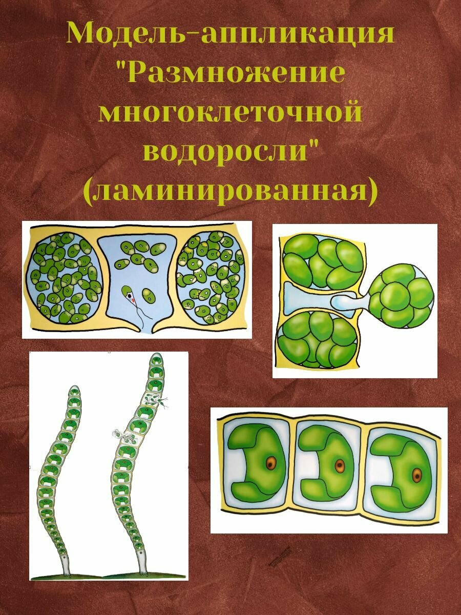 Модель-аппликация "Размножение многоклеточной водоросли"