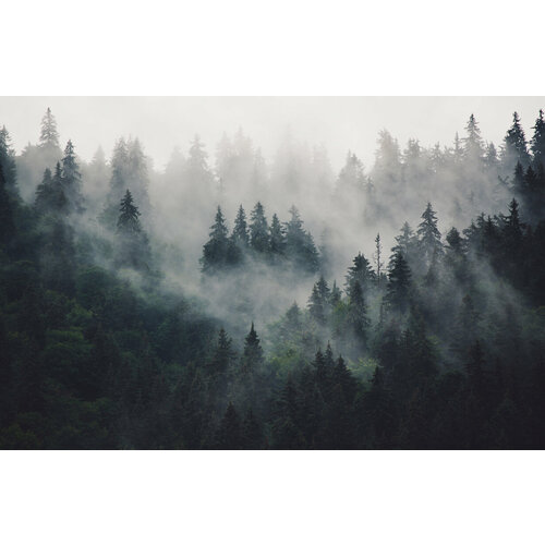 Моющиеся виниловые фотообои GrandPiK Лес в тумане, 400х260 см