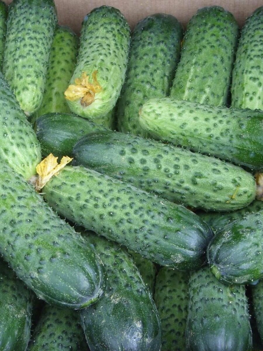 Семена огурцов самоопыляемых Герман F1 Seminis/Alexagro. Высокоурожайный гибрид для открытого грунта и теплиц, 50 сем. — фото 1