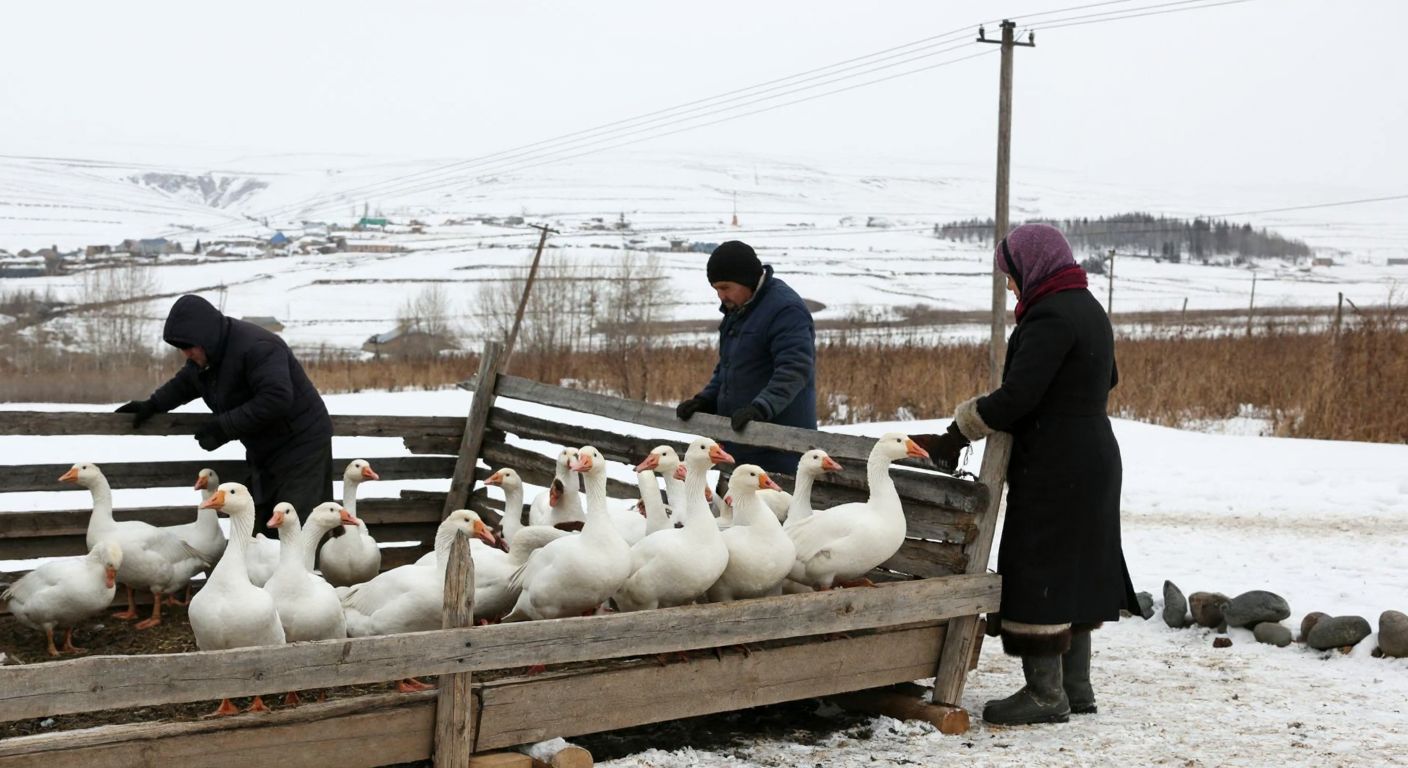 A snowy rural landscape in Kars, with a family in warm winter clothing tending to plump geese in a rustic wooden pen, their breath visible in the crisp air.