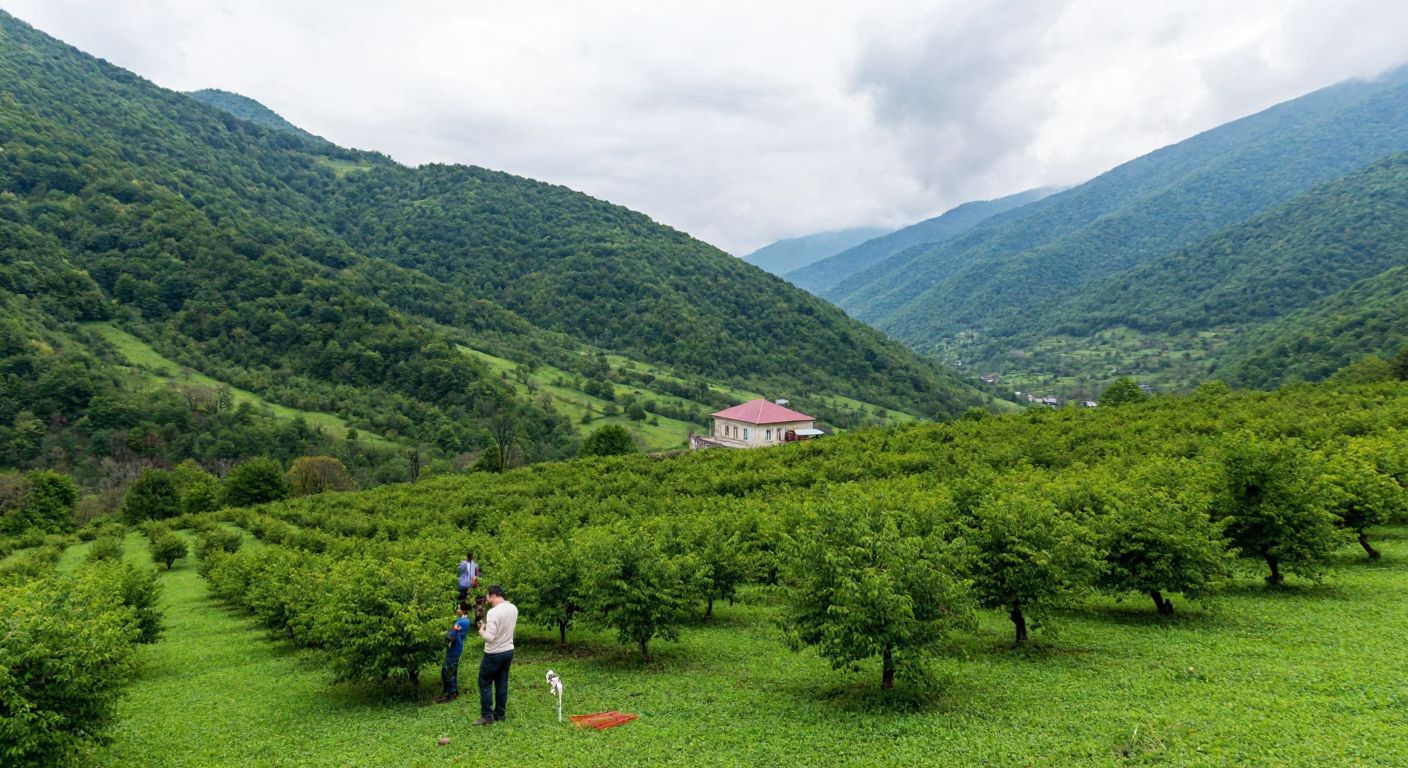 A lush green valley in Zaqatala, Azerbaijan, with farmers tending to hazelnut orchards and a small bank building nearby, while tourists explore the scenic landscape.