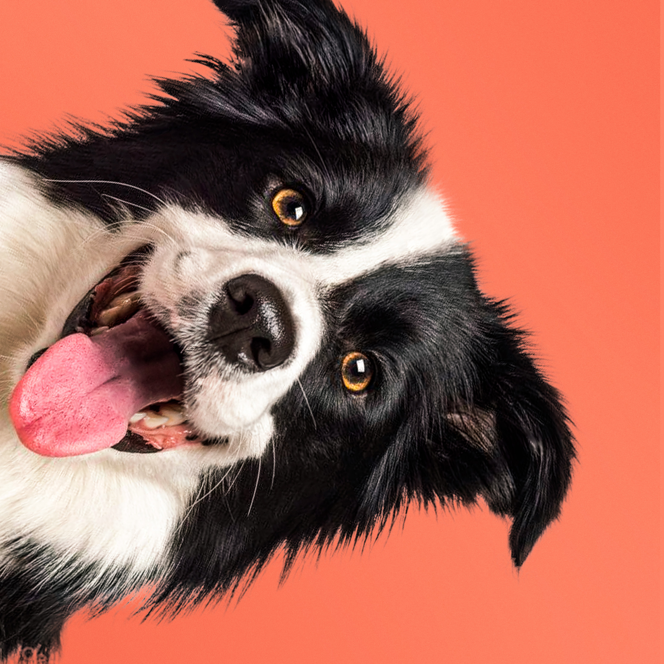Фон фильма «Знакомьтесь, пёс»