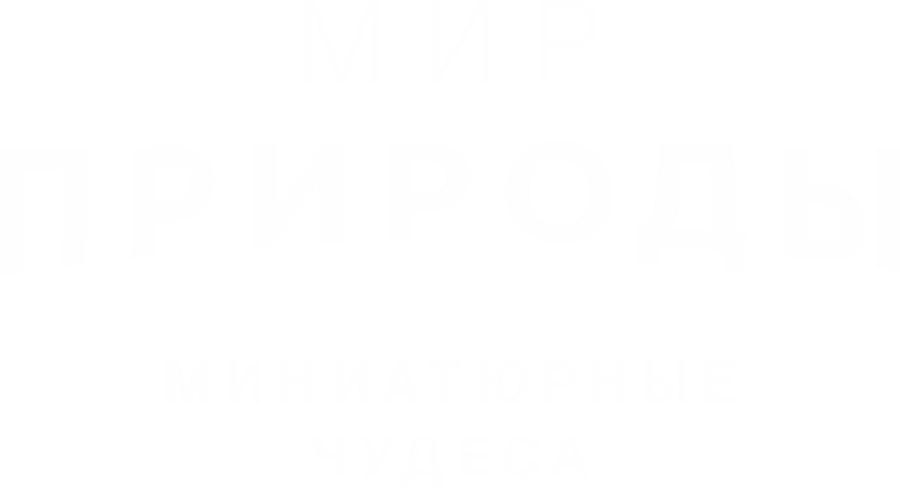 Мир природы. Миниатюрные чудеса