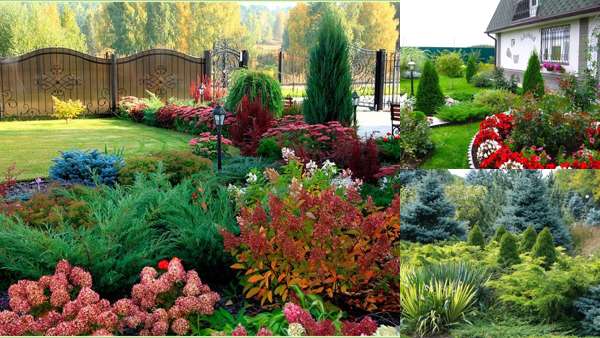 Высокие можжевельники в ландшафтном дизайне