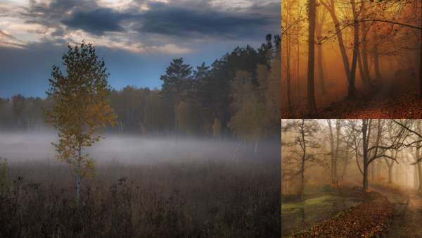 Дождь В Осеннем Лесу Фото