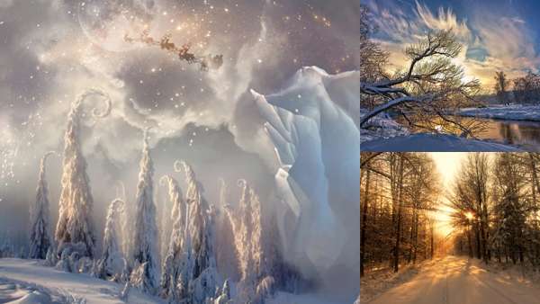 Мафусаил дерево: фото, изображения и картинки