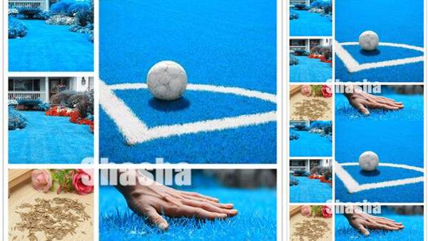 Бесплатная доставка 2000 шт. синий газон бонсай, гольф дома Специальный класс газон трава, футбольные поля, вилла, высококлассны