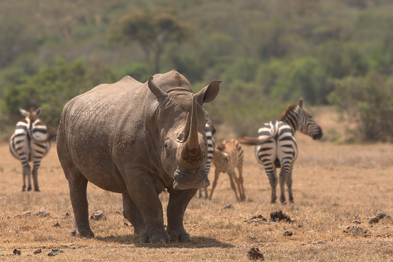 огромный белый носорог фото