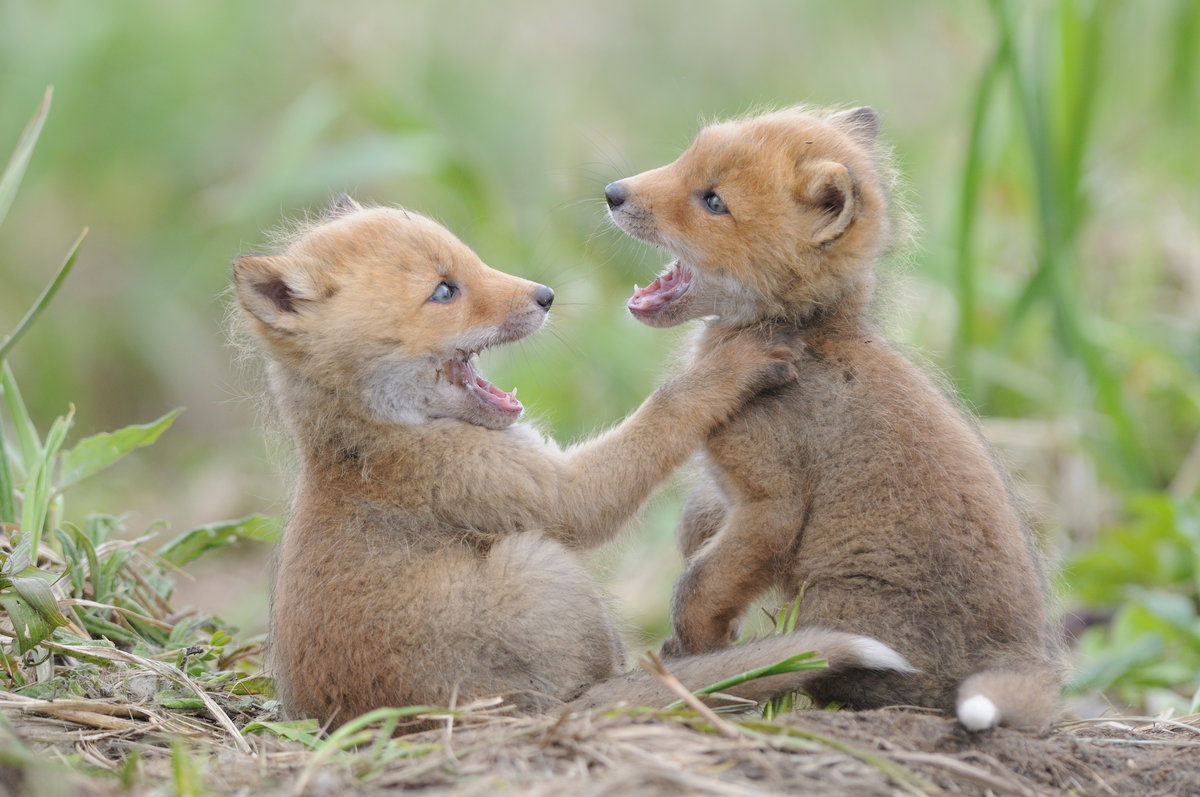 ������������ �������� � ���������