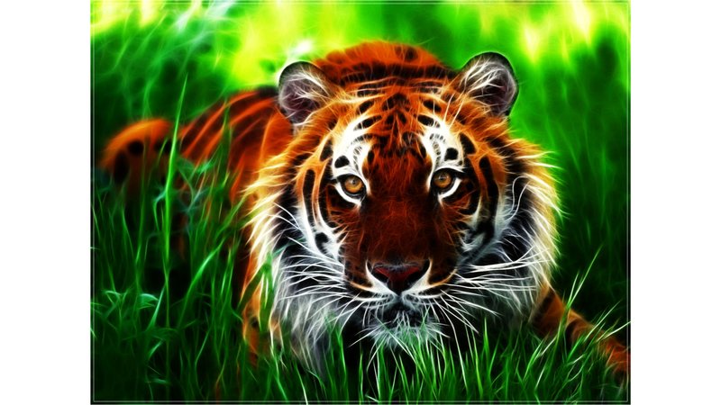 Красивые картинки тигров на рабочий стол