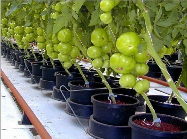 выращивание томатов в ведрах фото