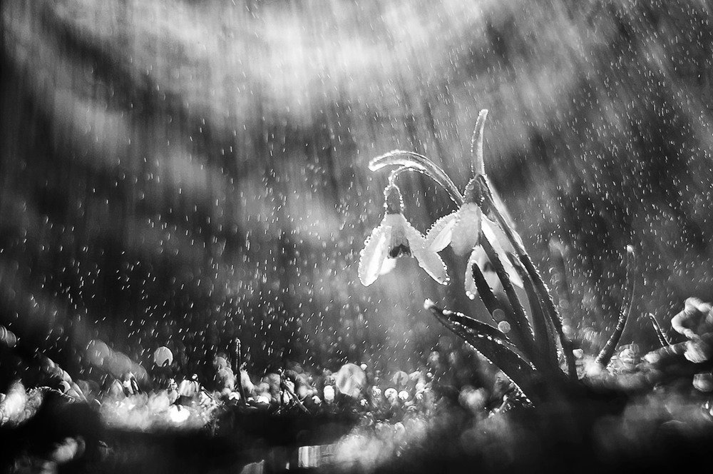 Макро черно белые картинки