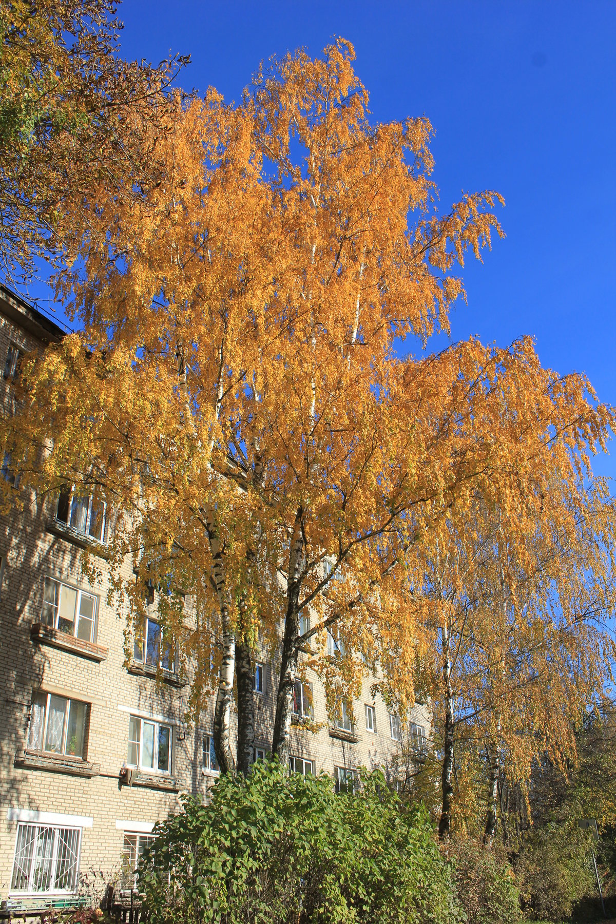 желтая береза фото