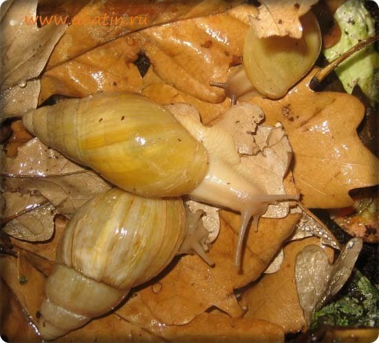 ахатина фулика альбино фото