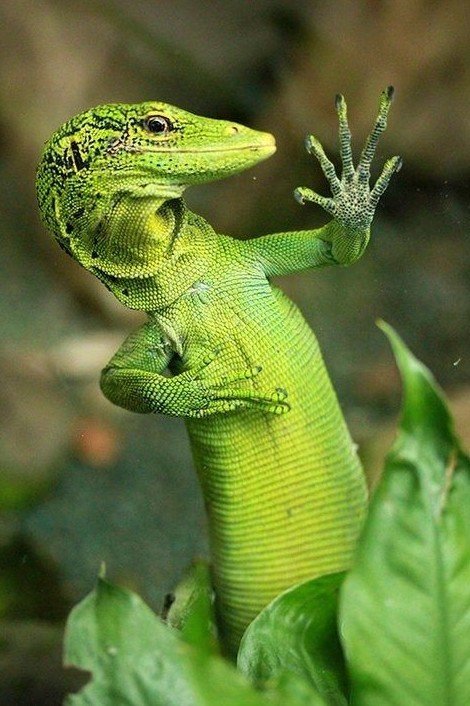 �������� ������� �������, ���� �����