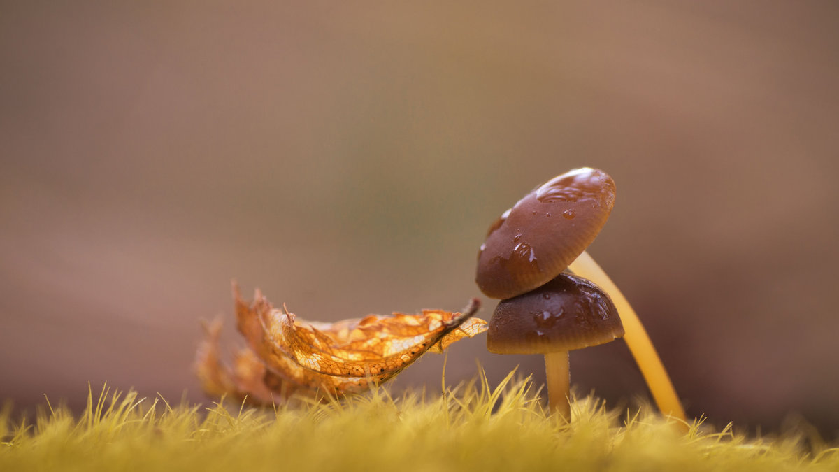  грибы, осень, лист