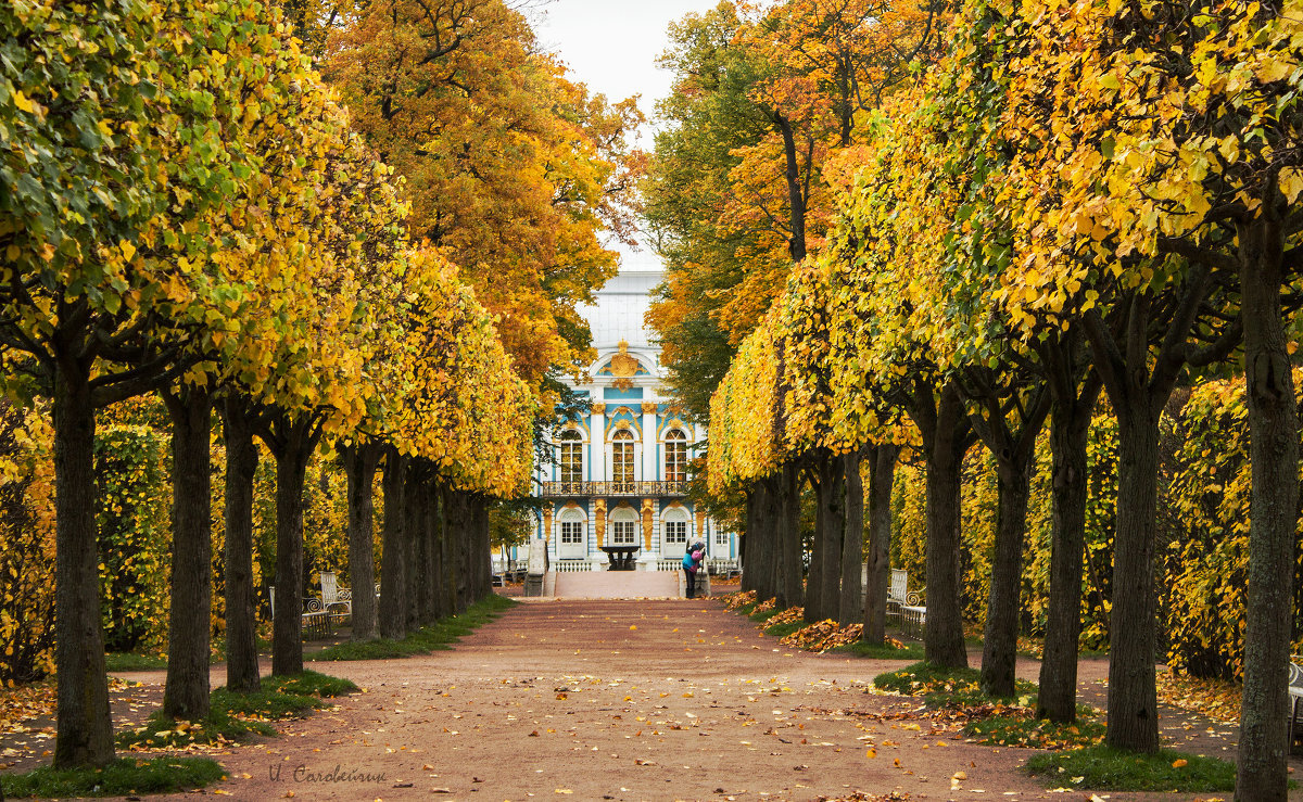 екатерининский парк эрмитажная аллея в тумане фото