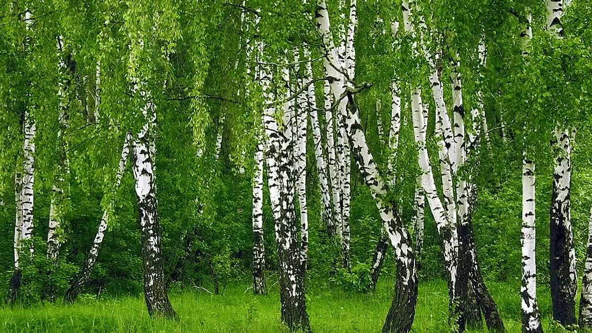 береза фото