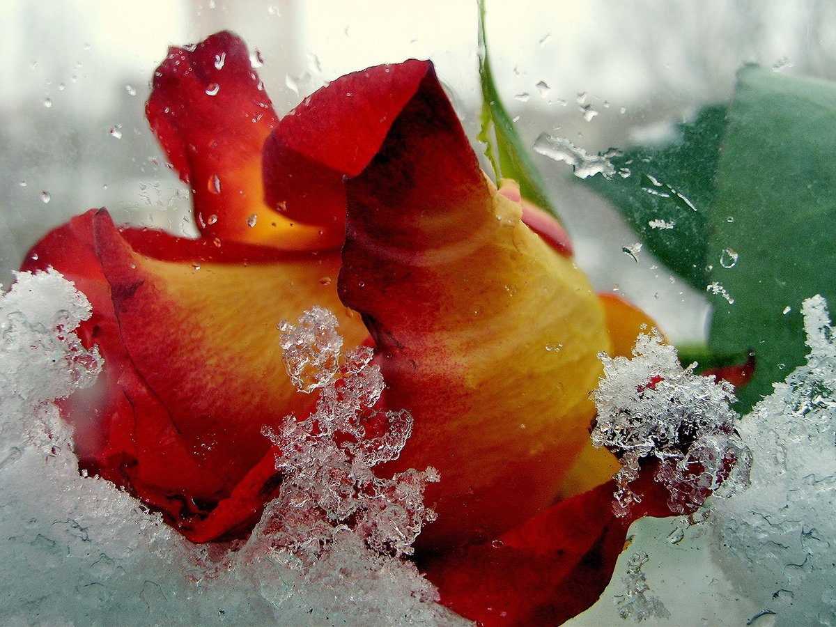 Сонет №5 Шекспир (вольный перевод)