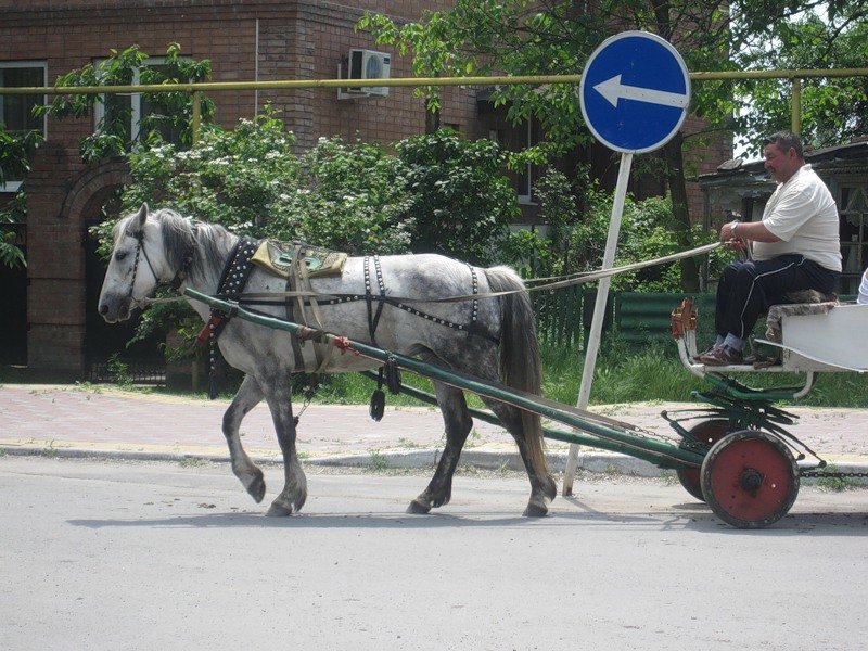лошадь тележку прокатила фото