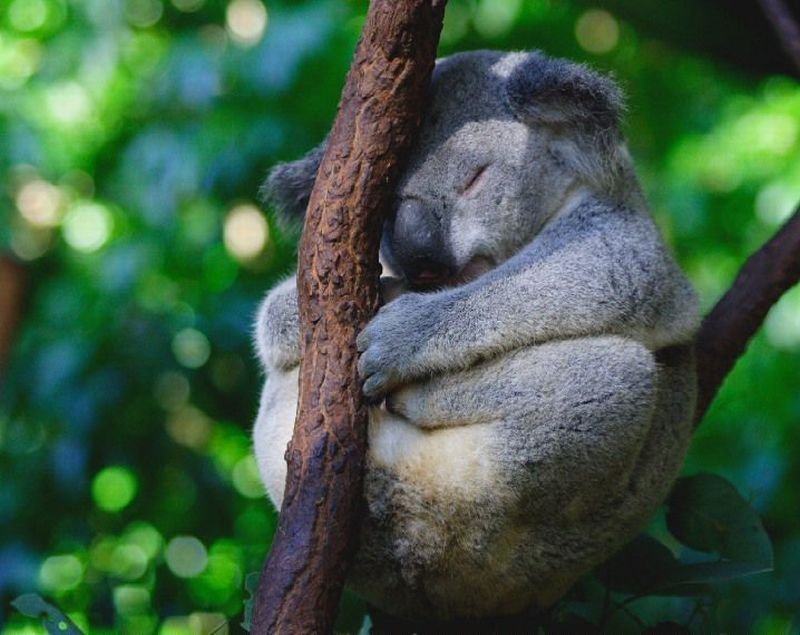 коала спит фото