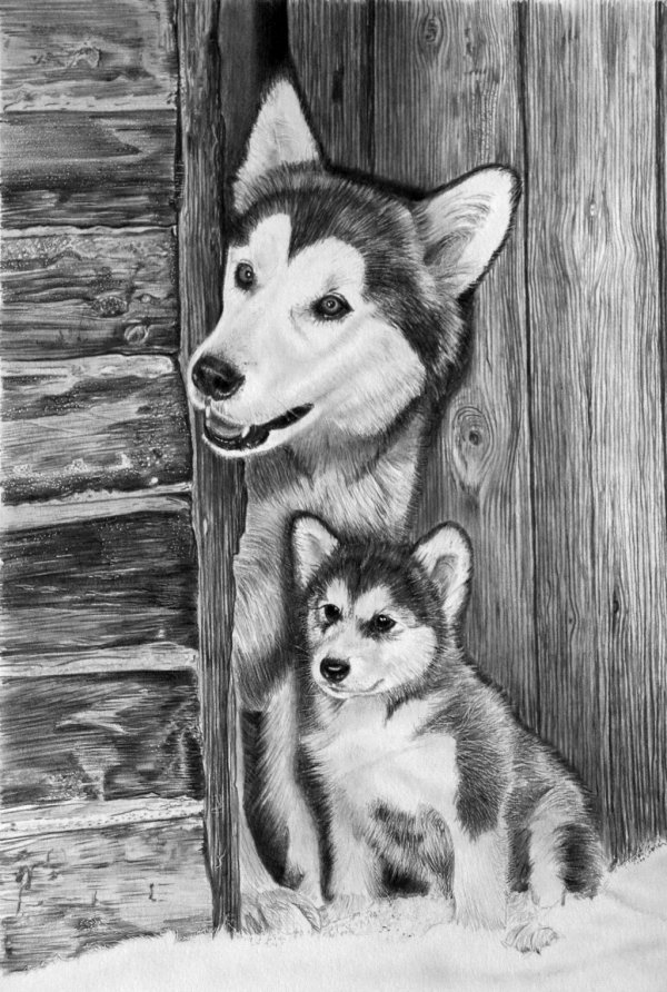 рисунок собаки хаски фото