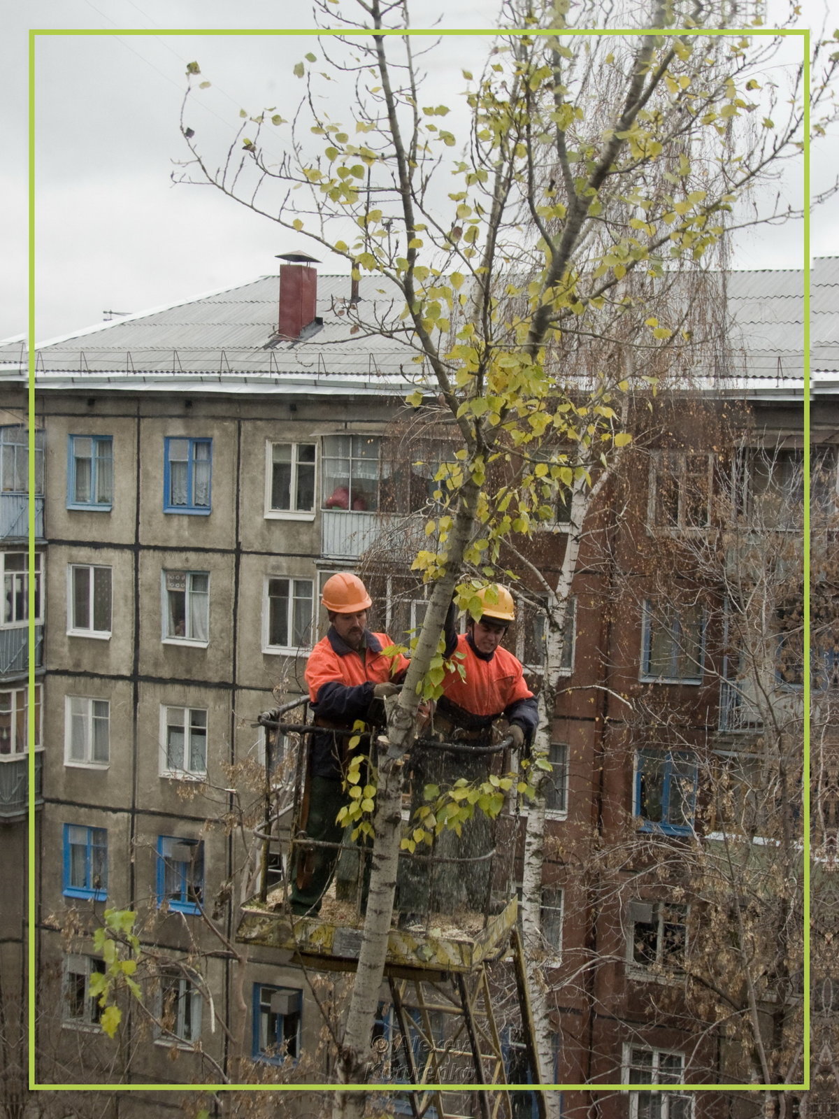 обрезка деревьев на придомовой территории фото