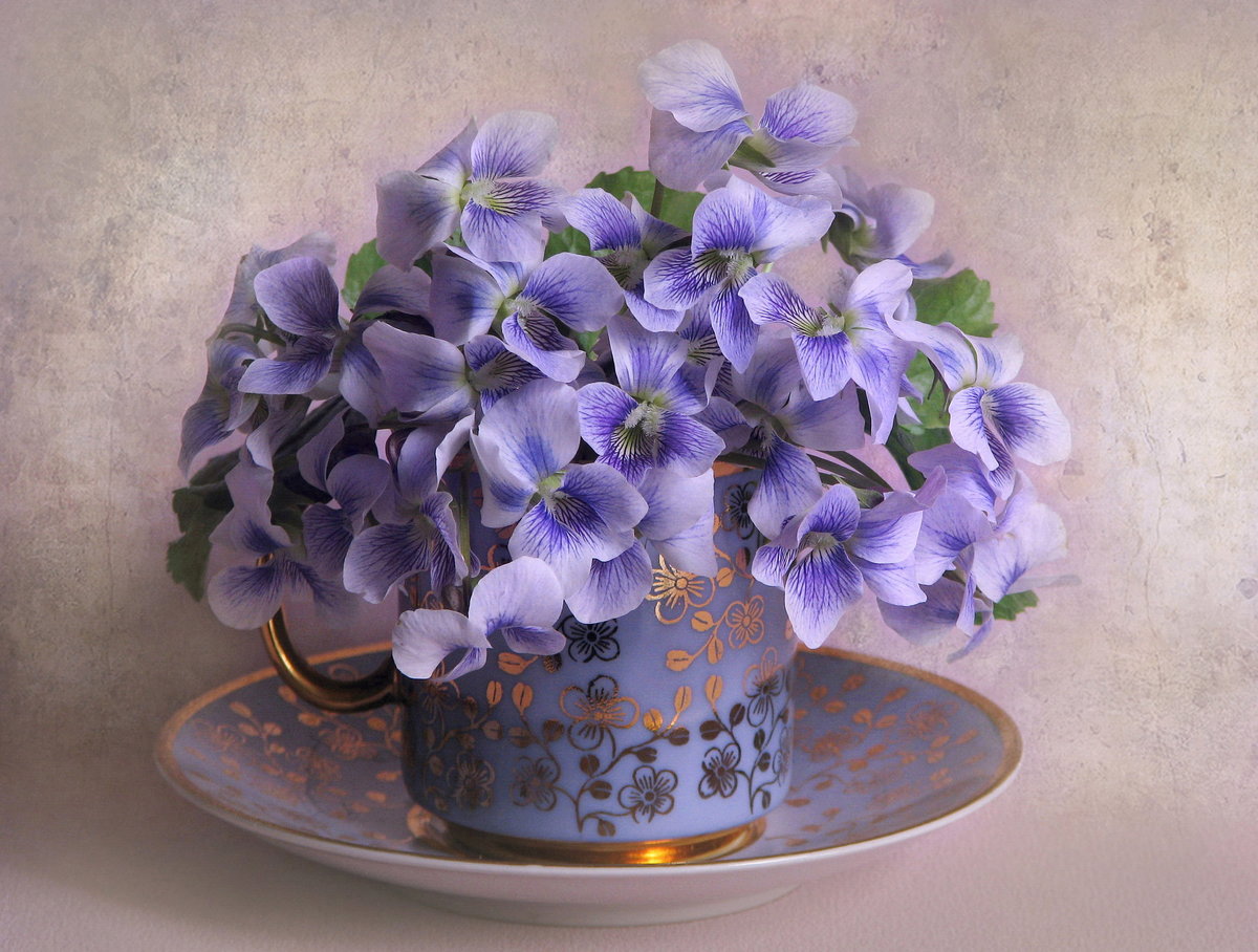 ����� �������� ���� ��������, ����