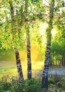 берёзовая роща 3 березки фото