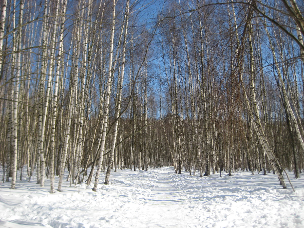 березовая роща зимой фото