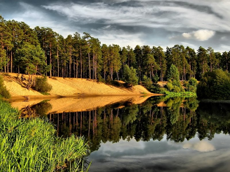 Сосны на берегу Фотографии из Белоруссии