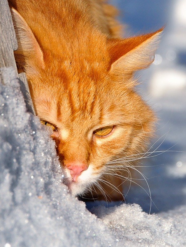 Рыжий кот радуется снегу