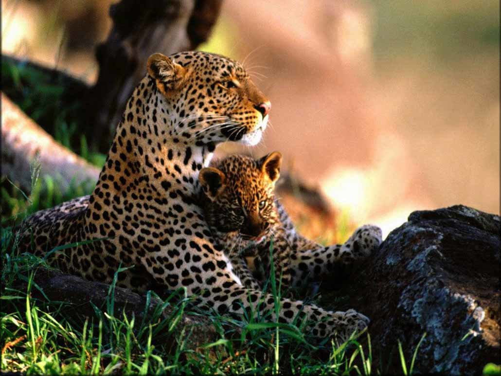 �������� � �������, ��������� �������� ��������