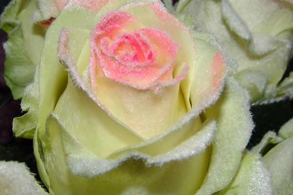 Роза максим энциклопедия роз - MosRosa.ru