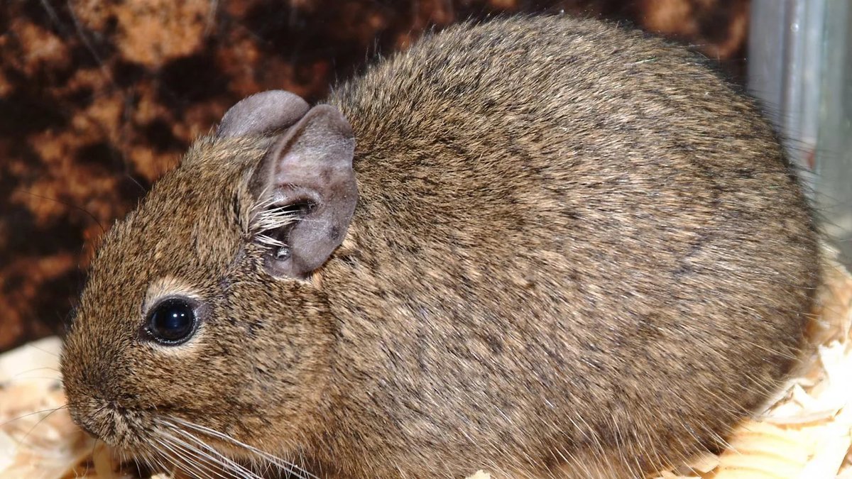 Adult degu
