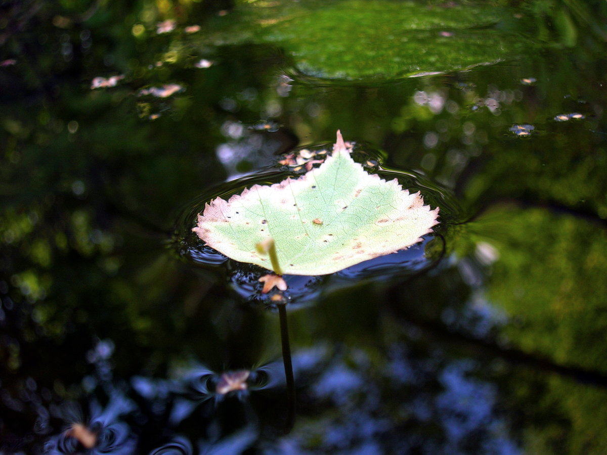 water lily pond фото