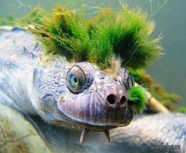 Похожее изображение