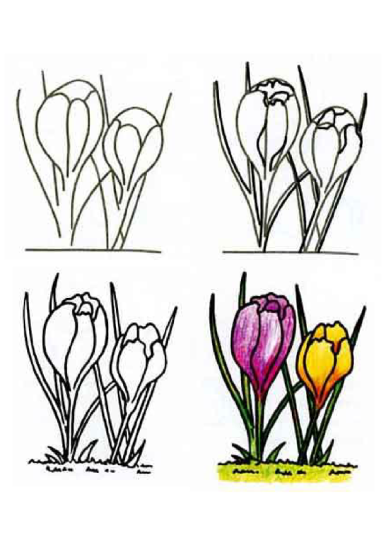 Как нарисовать медуницу карандашом поэтапно для начинающих