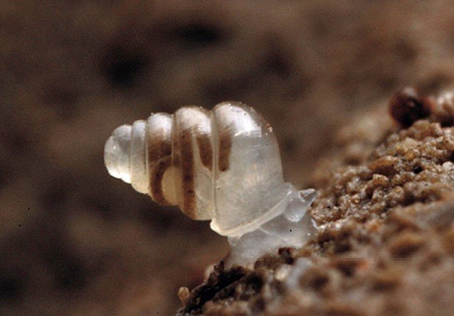 хорватская пещерная улитка (zospeum tholussum) фото