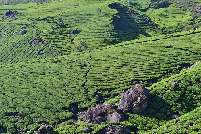 tea plantation фото
