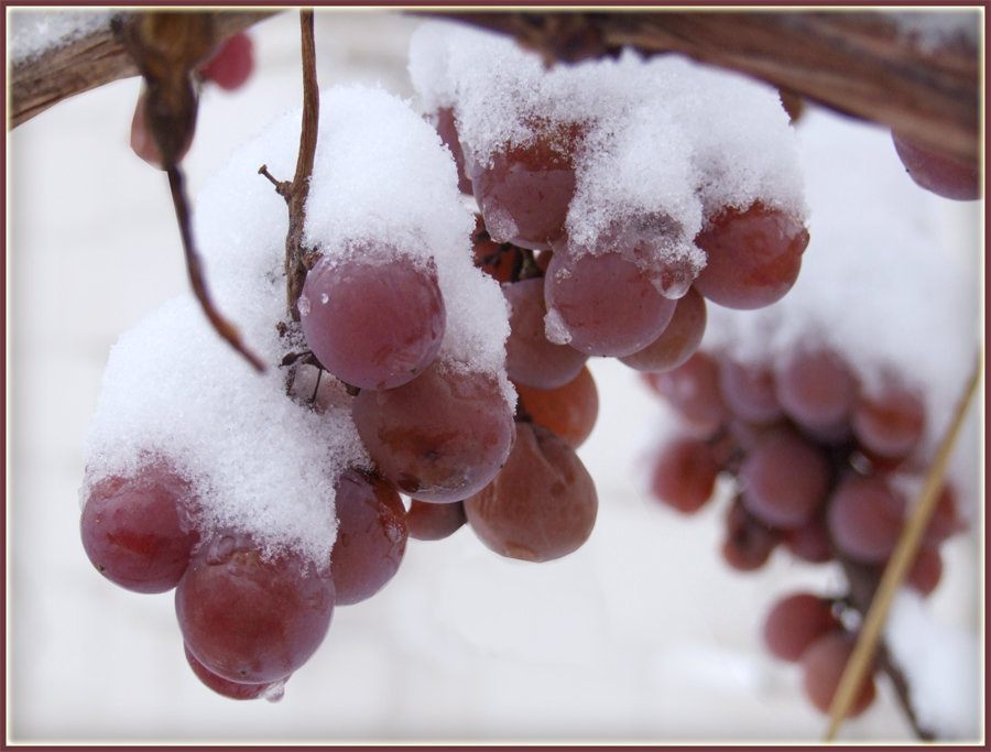 при какой температуре может замерзнуть виноград осенью