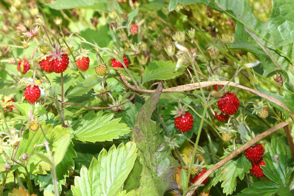 �������� ����������� ������