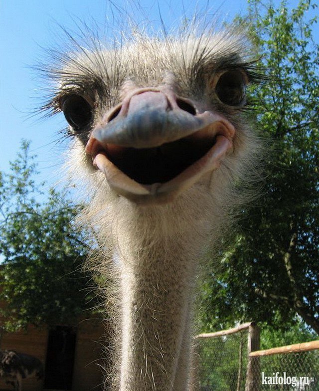 ������ �������� ����������, ��������