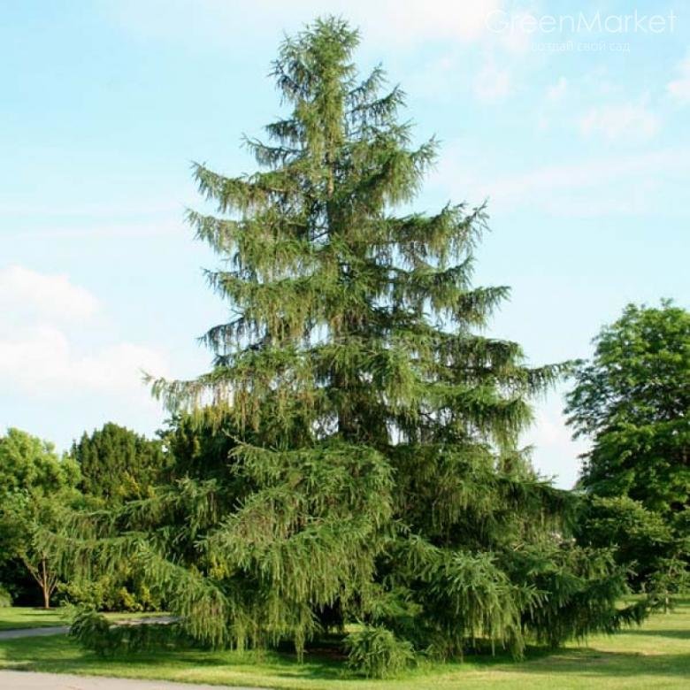 лиственница европейская larix фото