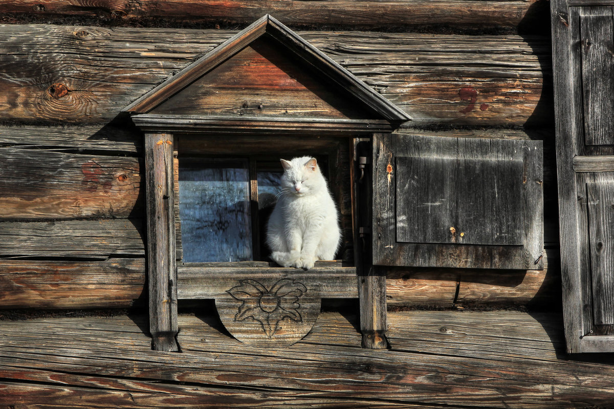 коты в деревенских окнах фото