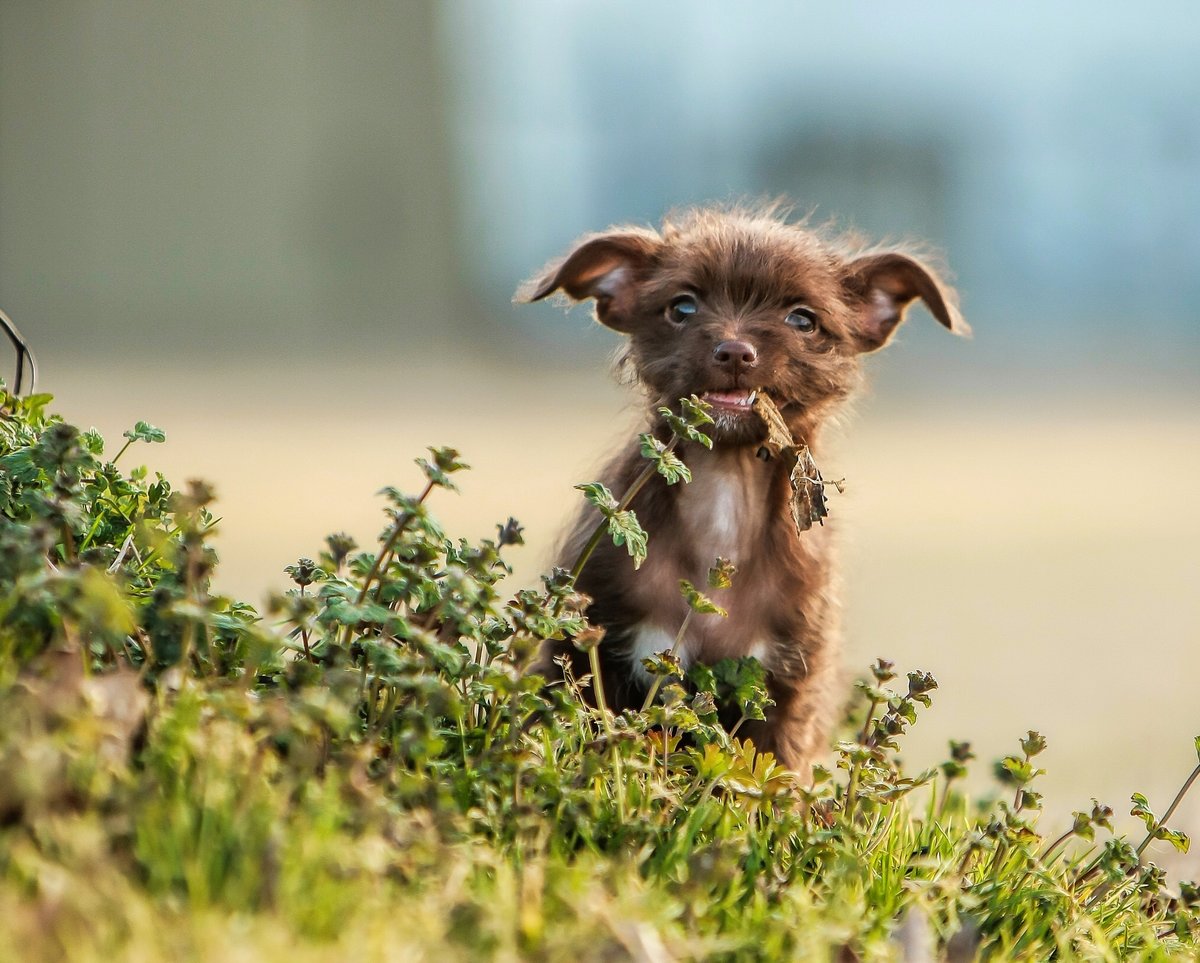 ��������� �������, ������� ����� ��������