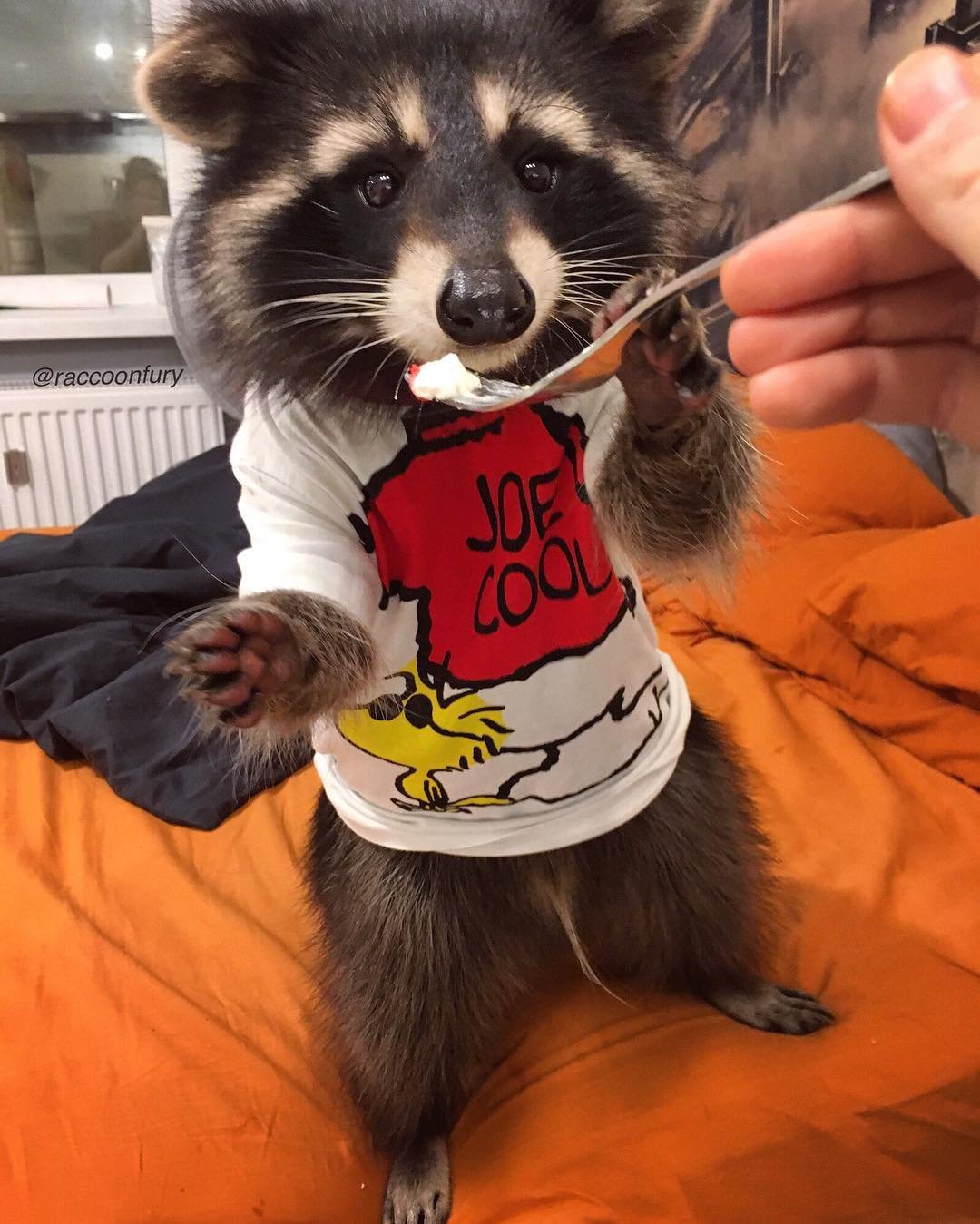 ���������� �������� � ������ �� ���, �������� ���������