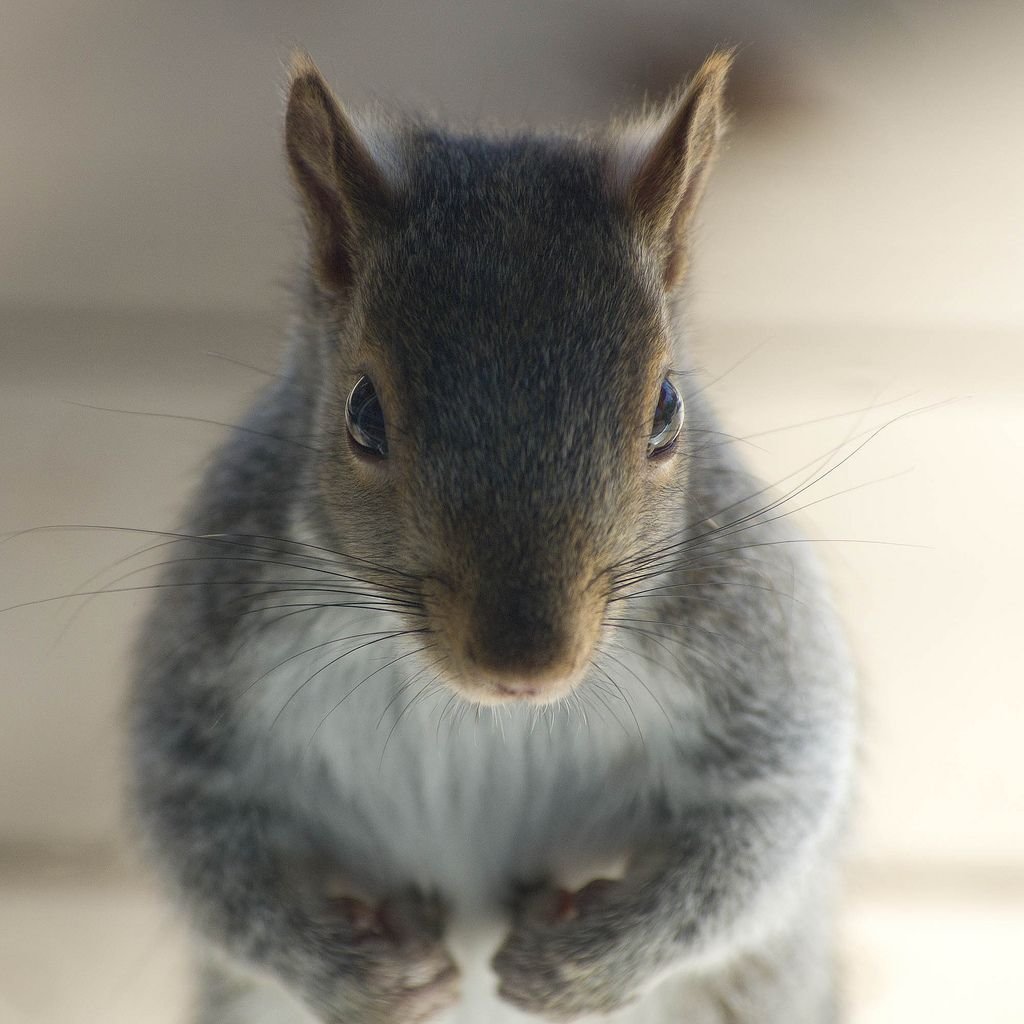 �������� ������� �����, ��� �����